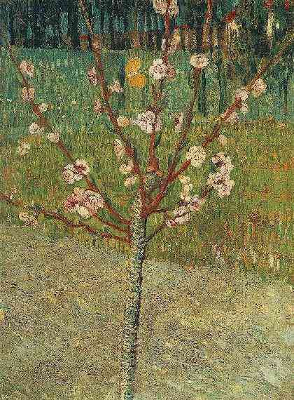 Almond Tree in Blossom 