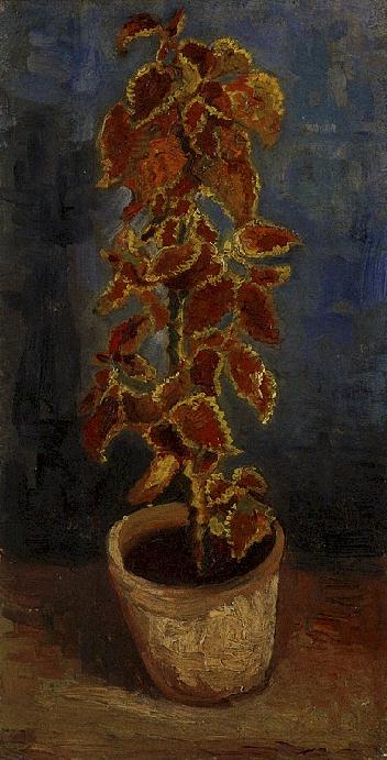 Coleus Plant in a Flowerpot 