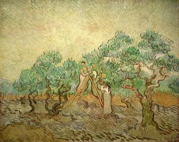 Olive Picking 