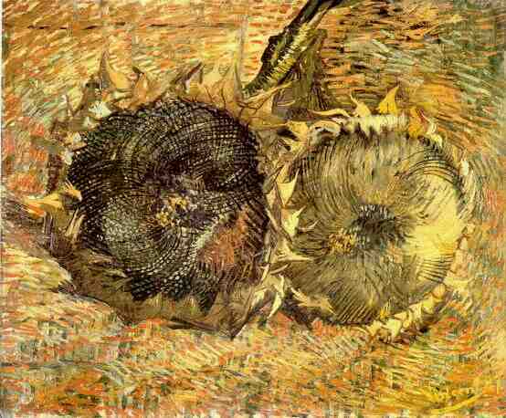 Two Cut Sunflowers 