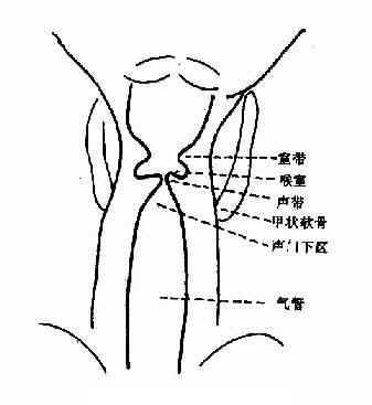 喉正位(断层)