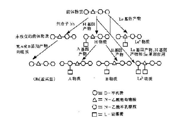 H,A,B及Lewis抗原形成示意图