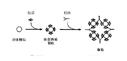 (正向)间接凝集反应原理示意图