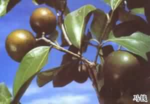 Ǯ
