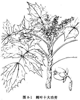 ʮ